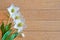 Â Hellebore flowers helleborus orientalis on wooden background
